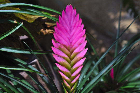 Pink Quill or Tillandsia cyanea in Mexico
