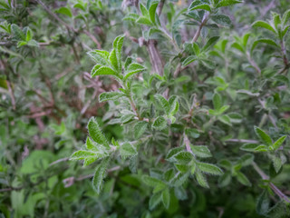 Thyme plant growing in the mountains. Organic herbs. Thyme plant close-up. Aromatic herbs. Seasoning, cooking ingredients. Greek Thyme at Crete island.