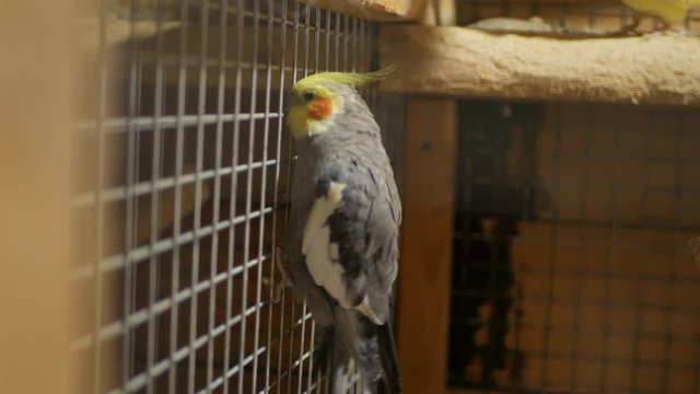 corella bird of prey