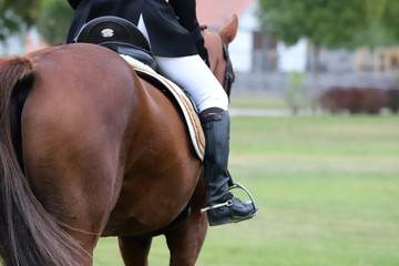 Portrait of chestnut colored dressage horse under saddle