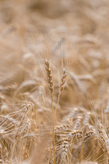 Grain field with blurry background