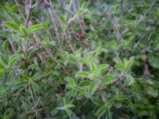 Thyme plant growing in the mountains. Organic herbs. Thyme plant close-up. Aromatic herbs. Seasoning, cooking ingredients. Greek Thyme at Crete island.