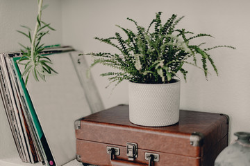 Home plants in ceramic pots. Home jungles. Refresh the air. Green life. White ceramic pot. Home interior design. White and brown colors. Humidifier in the living room. Fresh air in apartment.