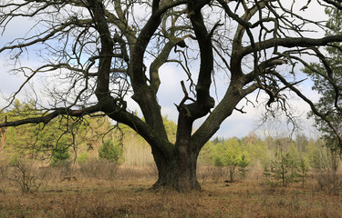 majestic oak tree