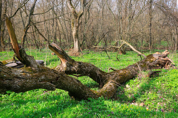 Fototapeta na wymiar old dead tree on green meadow