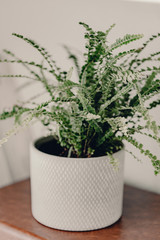 Home plants in ceramic pots. Home jungles. Refresh the air. Green life. White ceramic pot. Home interior design. White and brown colors. Humidifier in the living room. Fresh air in apartment.
