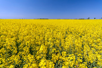 Obraz premium Golden field of flowering rapeseed with blue sky