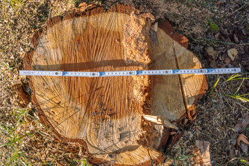 Stump of a freshly cut pine and folding rule measuring tool 
