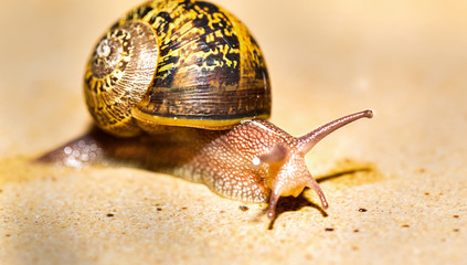 Un caracol  saliendo a pasear