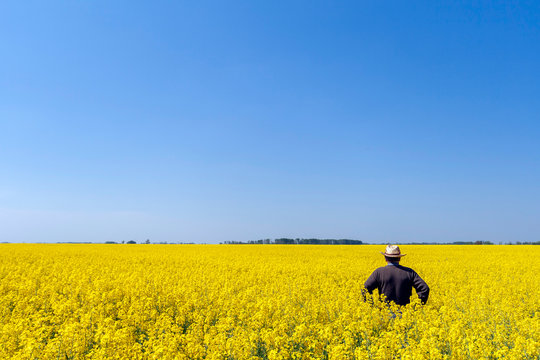 Golden field of flowering rapeseed with blue sky