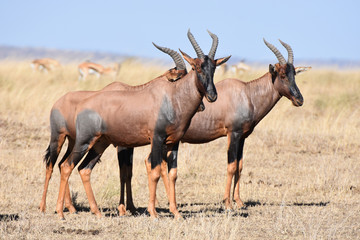 Topi in Serengeti National Park, Tanzania