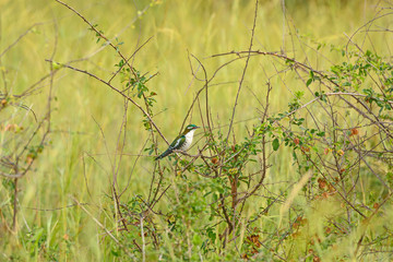 Diderick cuckoo in the veldt