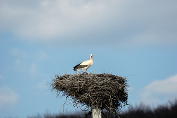 Powerful stork in all its glory