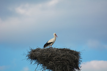 Powerful stork in all its glory
