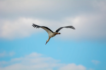 Powerful stork in all its glory