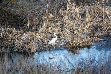  Great white heron on the hunt