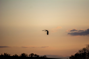  Lovely white heron in flight