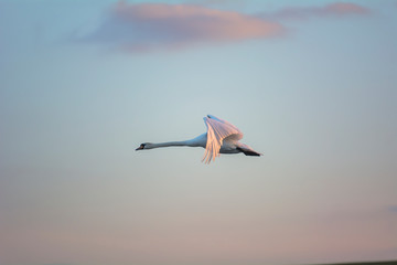 Obraz premium Big swan in the fly