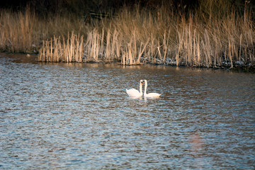  Enamored swans on a walk