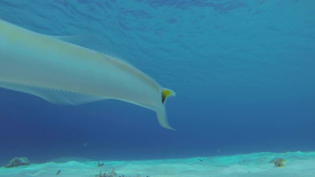 Strange looking white fish on the ocean floor is very interested in the camera in a blue ocean 