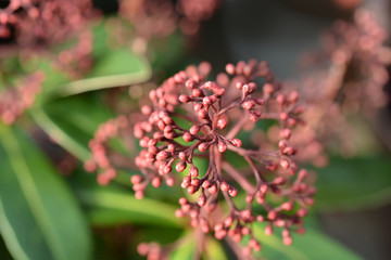 Skimmia Rubella