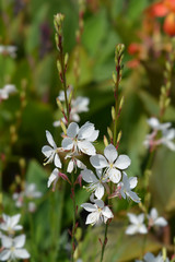 White Gaura