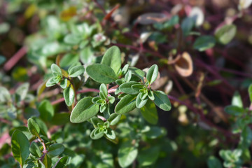 Obraz premium Garden thyme