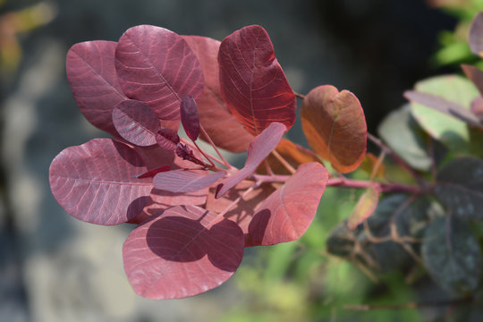 Smoke tree Royal Purple