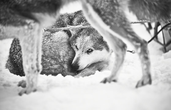 Husky im Schnee