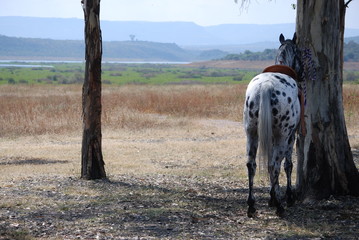 horses on ranch