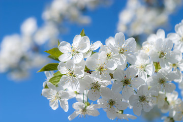 White tender flowers blossom on the branches of a cherry tree. Delicate signs springtime close-up.