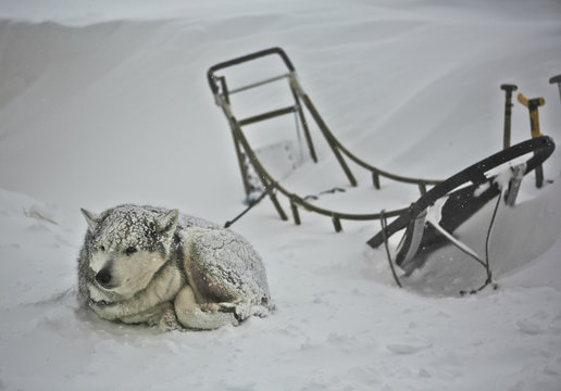 Husky im Schnee