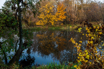Autumn trees on river nature