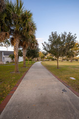 Obraz premium Palm Trees 
