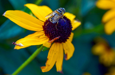 bee on flower