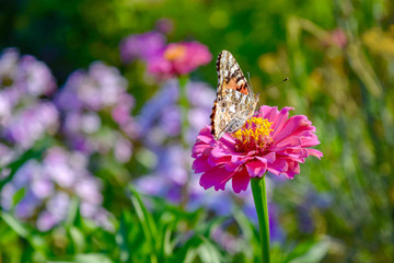 butterfly on flower