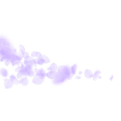 Fototapeta na wymiar Violet flower petals falling down. Unique romantic