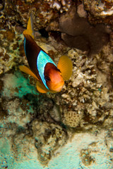 Fototapeta na wymiar Clownfish swimming over a reef in the Red Sea