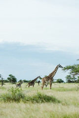 Fototapeta premium Jirafa giraffa safari africa serengeti