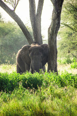 Elefante Africa Safari
