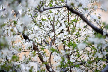 Dainty white blossoms on a tree. Selective focus.