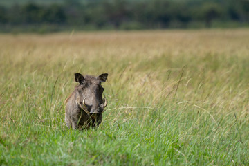 Portrait of a warthog  in a field