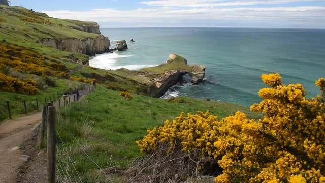 Elevated view of the sandstone cliffs, headlands and arch at Tunnel Beach, Otago, New Zealand. A large, yellow flowered gorse bush in the foreground, and a footpath leading downhill on the left.
