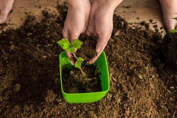 Girl  planted plants in pots
