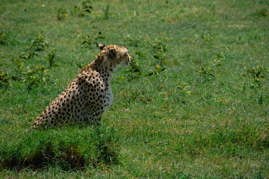 Guepardo Africa Safari Serengeti