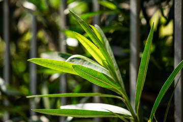 Spring Plants 