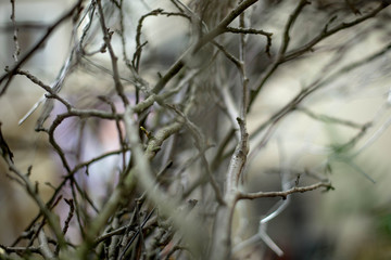 Fototapeta na wymiar branches of tree