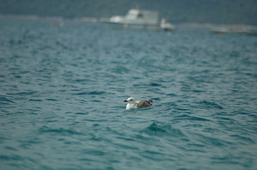 
beautiful seagulls fly and play on the shabby sea during the summer season