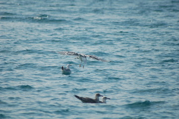 Fototapeta premium beautiful seagulls fly and play on the shabby sea during the summer season