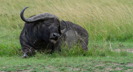 Cape buffalo laying in field and chewing grass